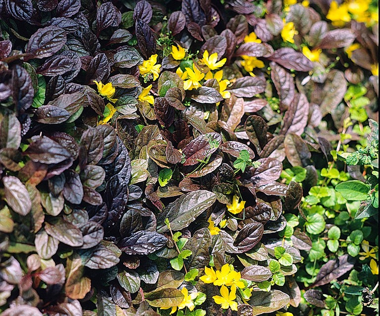 Bunndekke-Ajuga-Rep.-Foto:-Knut-Langeland