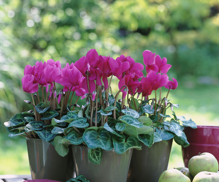 Alpefiol Ute Cyclamen Persicum 1