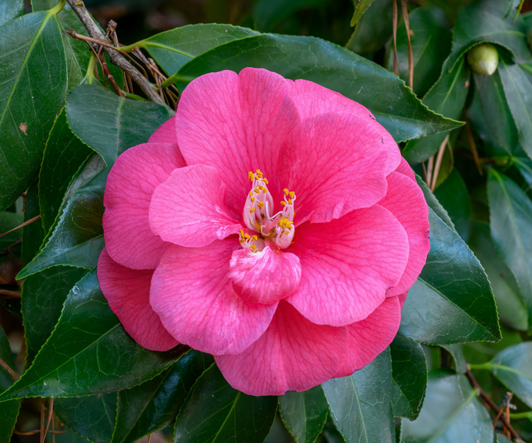 Camellia Japonica NBG