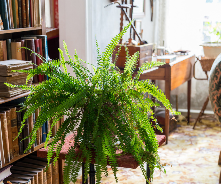 Foto Frøyset Norske Hjem Gimle DSC1397 Sverdbregne Nephrolepis Exaltata