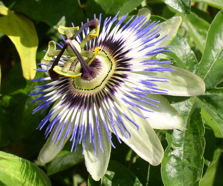 Passion Flower (1)