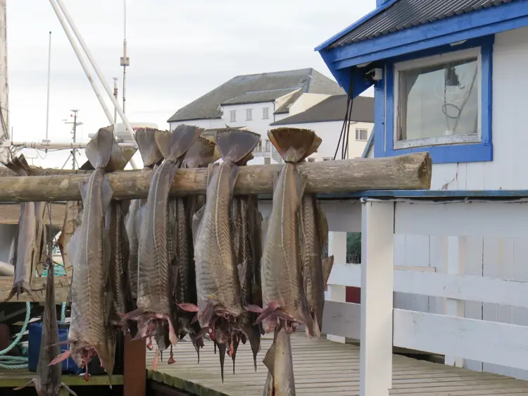 Torsk Henger For En Av De Gamle Buene På Gleskjæret