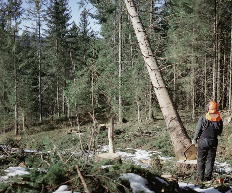 Trefelling-med-motorsag.-Foto:-Bygg-og-Bevar