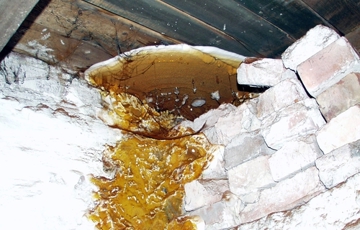 Ekte hussopp. Foto: Mycoteam