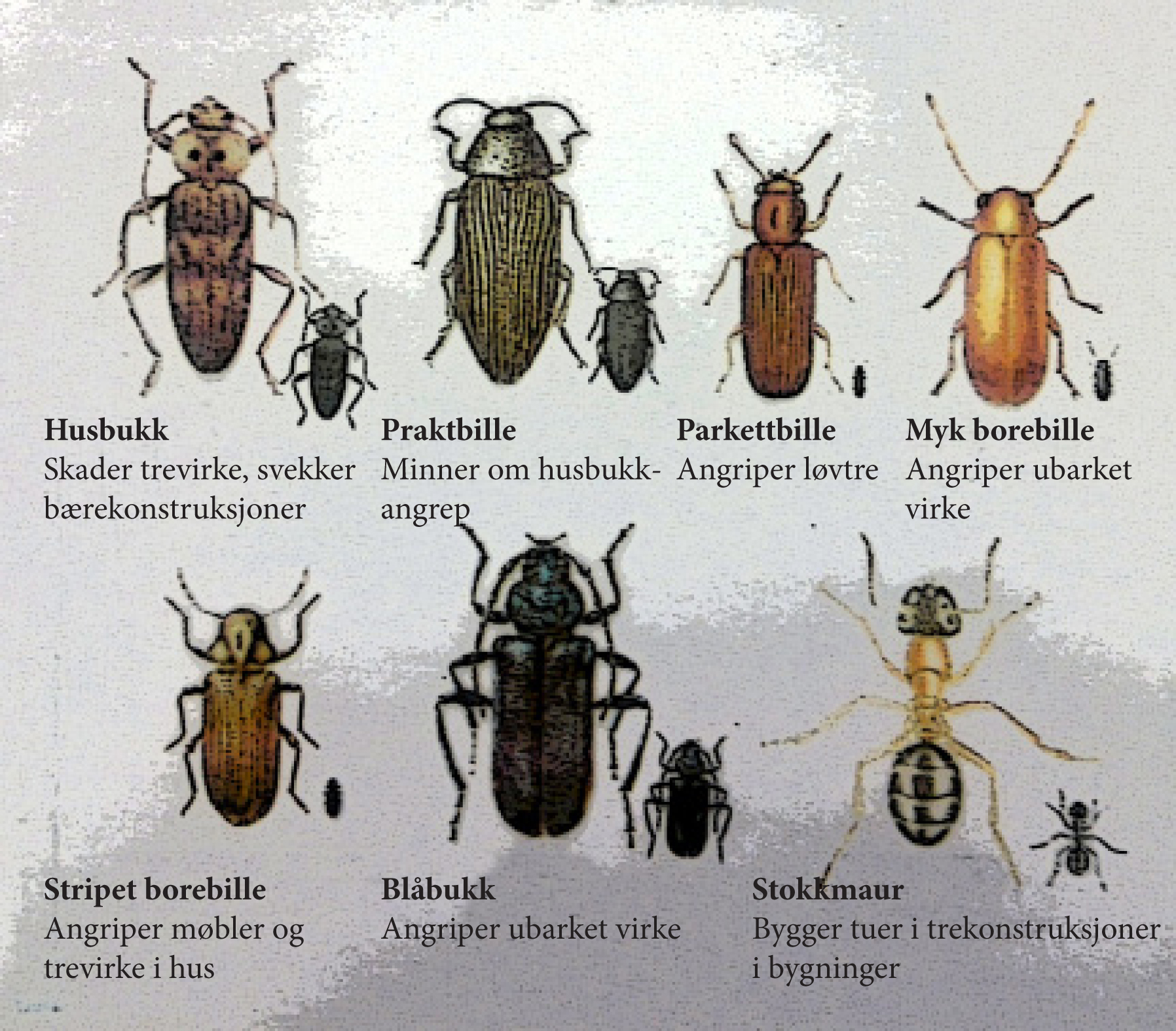 Biller Skadedyr () Biller Skadedyr