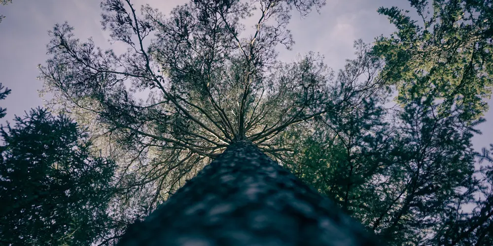 Skog Foto Bygg Og Bevar