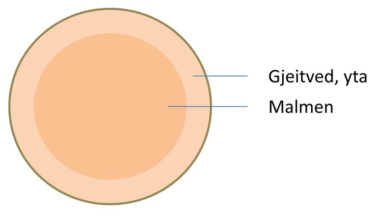 Malmen er den feite kjerneveden i stokken, malmen furu har høy andel kjerneved.