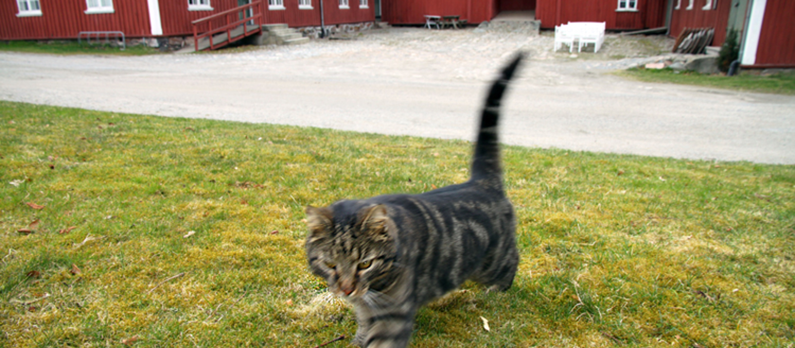 Låven på Rød herregård og katta på tunet. Foto: Christel E W Grøndahl