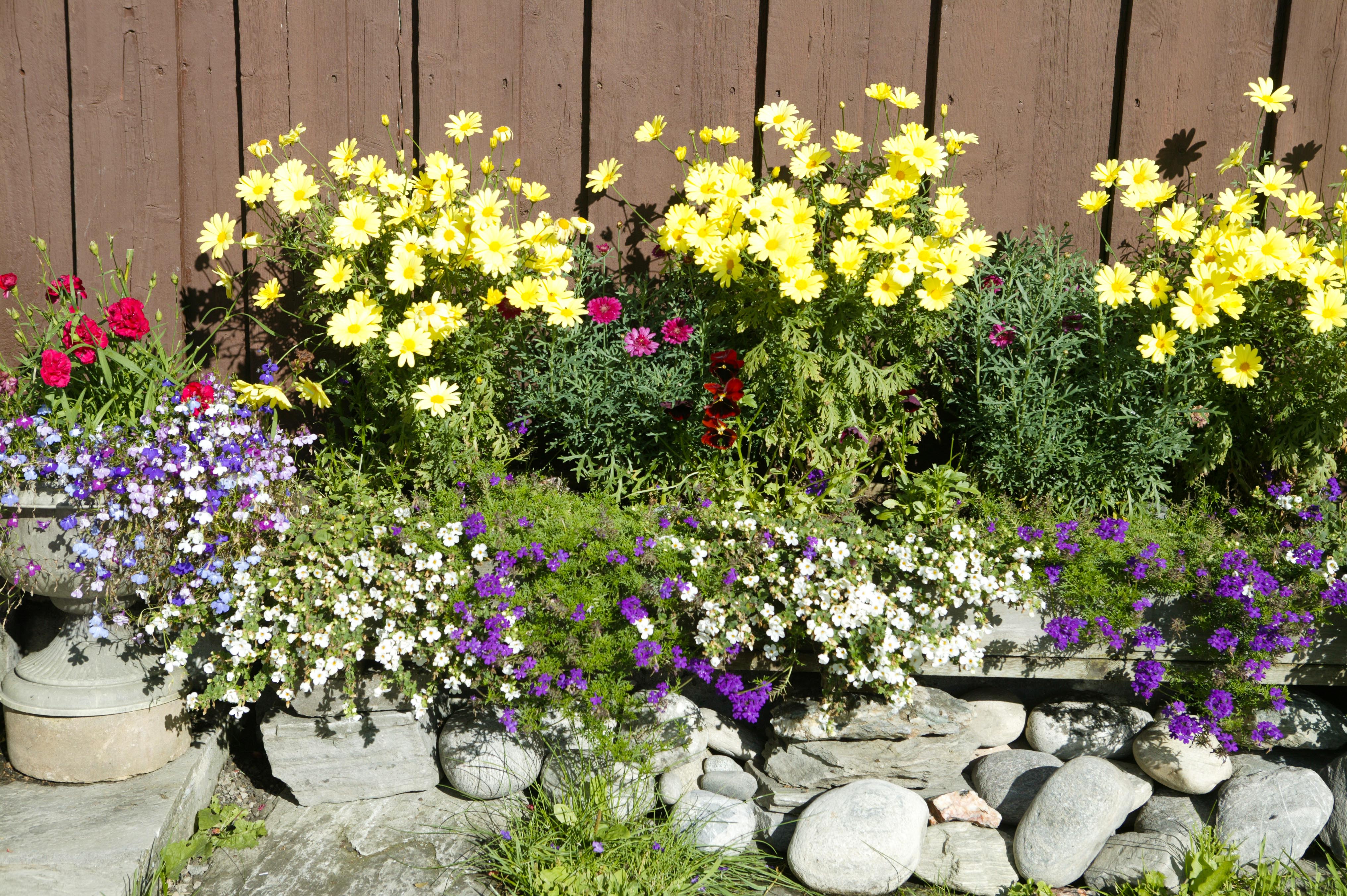 Grønne Stauder: En Omfattende Guide for Din Hage () Grønne Stauder: En Omfattende Guide for Din Hage