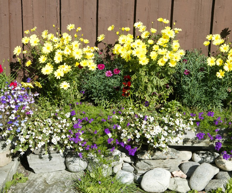 Planter-mot-husvegg-kan-vaere-et-problem.-Knut-Langeland