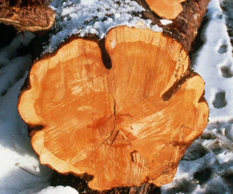 Aldersved- furu med stor andel alved. Foto: Jon Bojer Godal