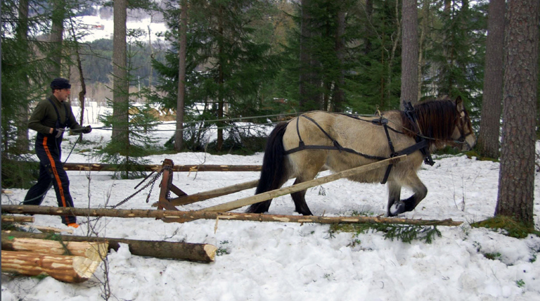 Skogsdrift med hest er skånsomt for skogen og materialene. Foto: Jon Bojer Godal