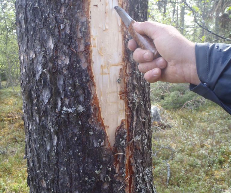 Bildet viser hvordan man tester treets vridning. Foto: Henning Søndmør