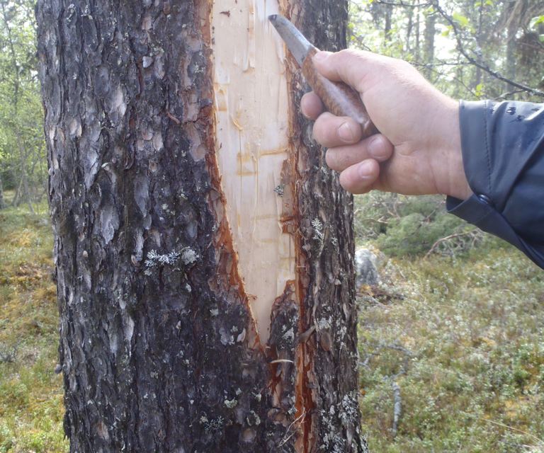 Bildet viser hvordan man tester treets vridning. Foto: Henning Søndmør