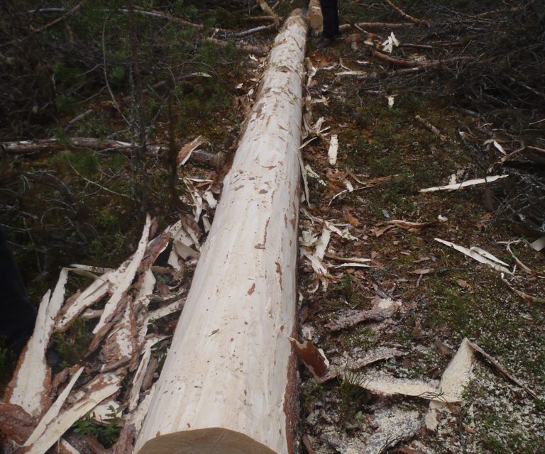 Tømmerstokken er barket og klar for oppdeling i like lange kabber. Foto: Henning Søndmør