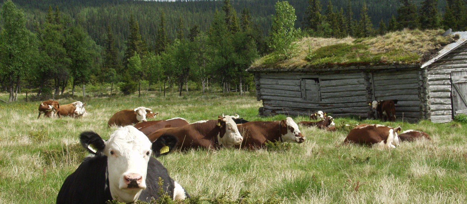 Kyr på sætra: bevaring og drift kan gå hånd i hånd. Veiledning og hjelp fra offentlige myndigheter er en god start. Foto: Einar Engen/ privat