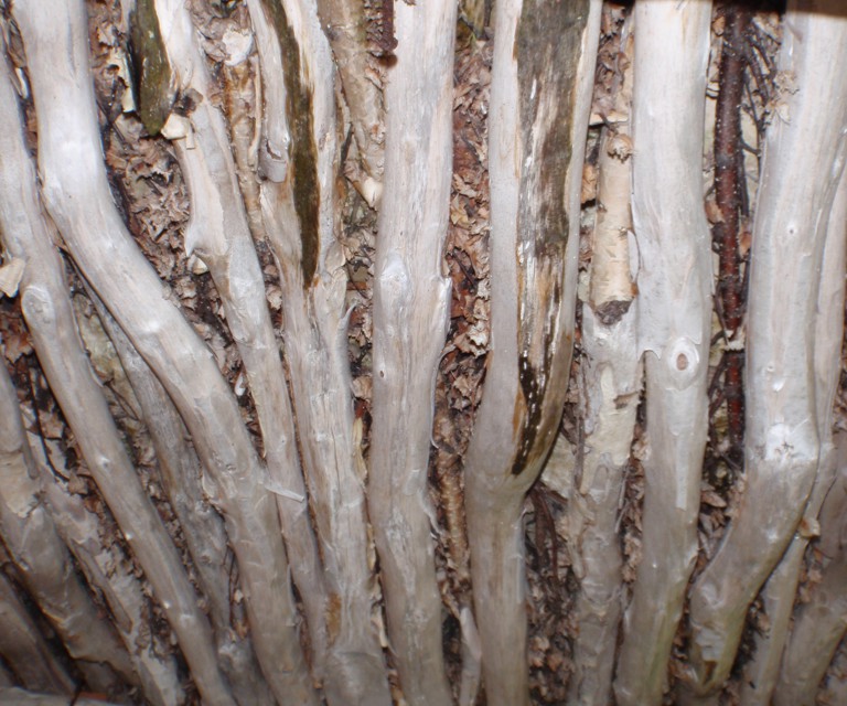 Tynne bjørkestammer ble ofte brukt som taktro. Foto: Arne Fjellheim