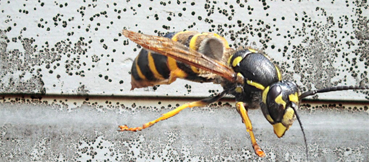 Vepsen liker trevirke angrepet av svertesopp. Ill: CEWG