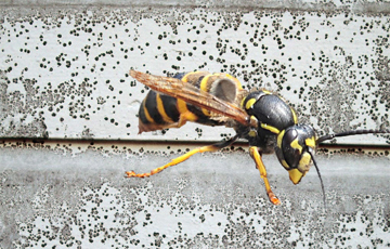 Vepsen liker trevirke angrepet av svertesopp. Ill: CEWG