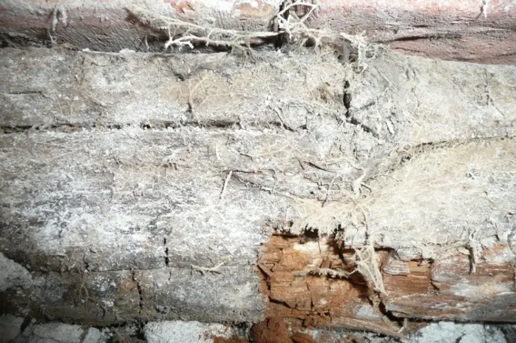 Ekte hussopp. Foto: A. L. Høyer AS