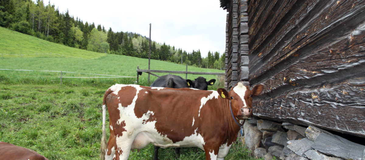 Eldre bygninger til glede for dyr og mennesker! Foto: Christel E W Grøndahl