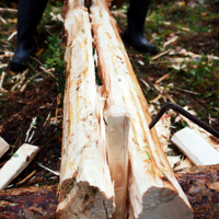 Kilene slås i og stokken begynner å sprekke. Foto: Åge Emil Bergquist