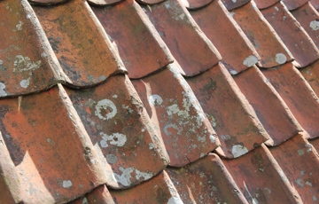 Lav og algevekst trenger ikke å være skadelig for taket. Foto: Bygg og Bevar