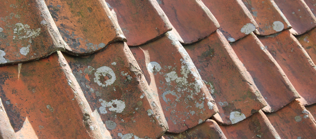 Lav og algevekst trenger ikke å være skadelig for taket. Foto: Bygg og Bevar