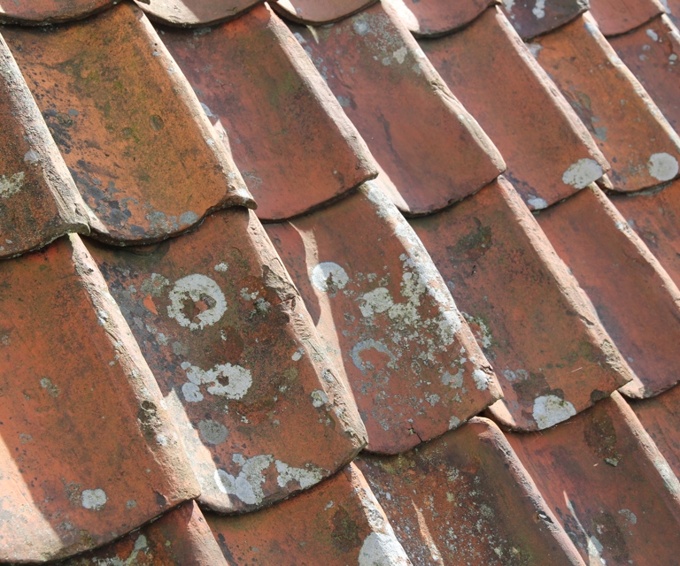 Lav og algevekst trenger ikke å være skadelig for taket. Foto: Bygg og Bevar