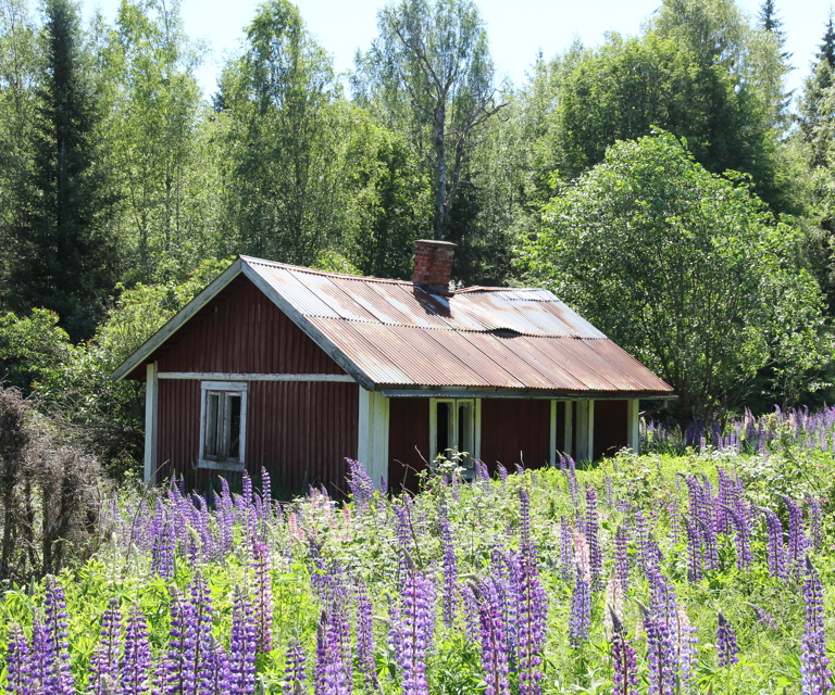Lupiner og nedfall