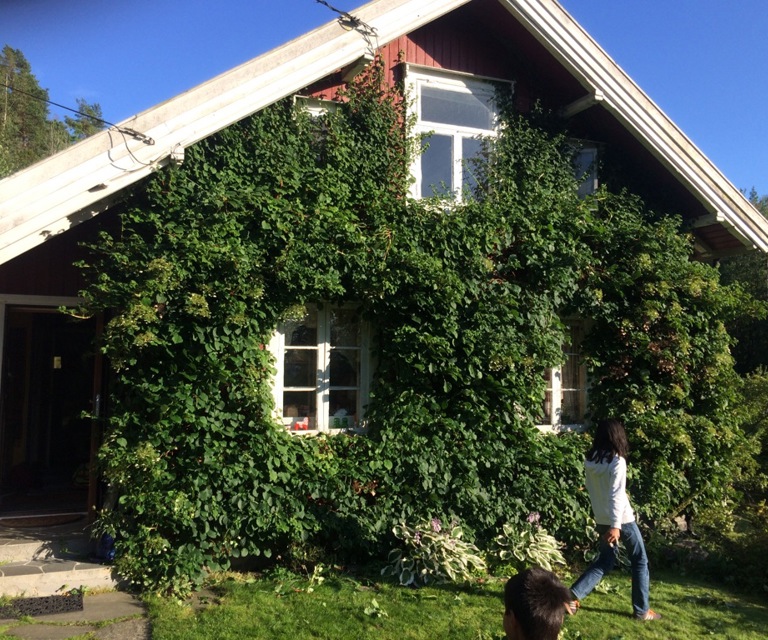 Veggen-er-overgrodd-av-klatreplanter.-Foto:-Anne-Beate-Rye-Teigen