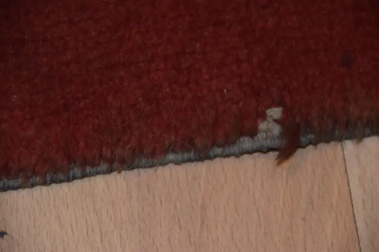 DSC_0901.JPG