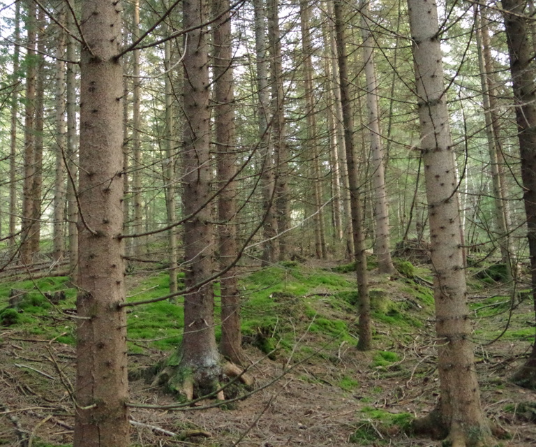 IMGP0965.JPG