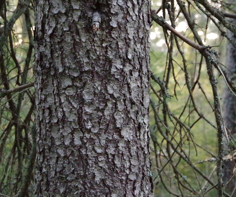 IMGP1030.JPG