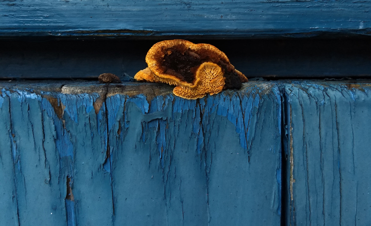 Vedmusling er en sopp innen arten muslingkjuker. Soppen har høy toleranse for temperatursvingninger og kan derfor finnes på skigarder og vindskier, der andre sopper må gi tapt for sommervarmen. Foto: Marie Vest Hansen