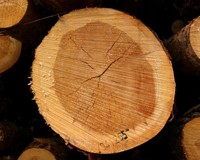 Kjerneved-paa-furu.-Foto-John-Y.-Larsson