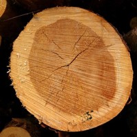 Kjerneved-paa-furu.-Foto-John-Y.-Larsson