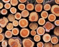 Furutoemmer-med-synlig-skille-mellom-kjerneved-og-yteved.-Foto:-Peder-Gjerdrum