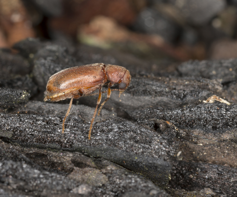 Myk-borebille.-Foto:-Shutterstock