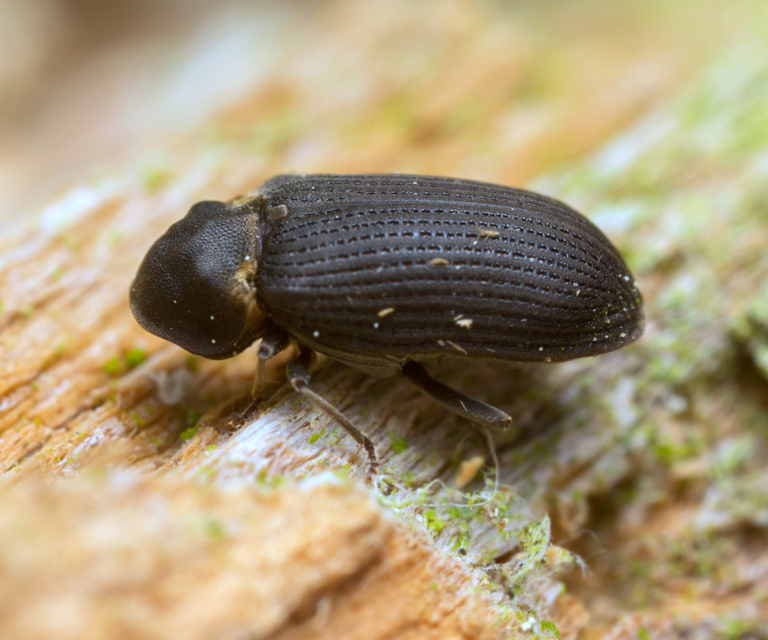 Råteborebille.-Foto:-Henrik-Larsson,-Shutterstock