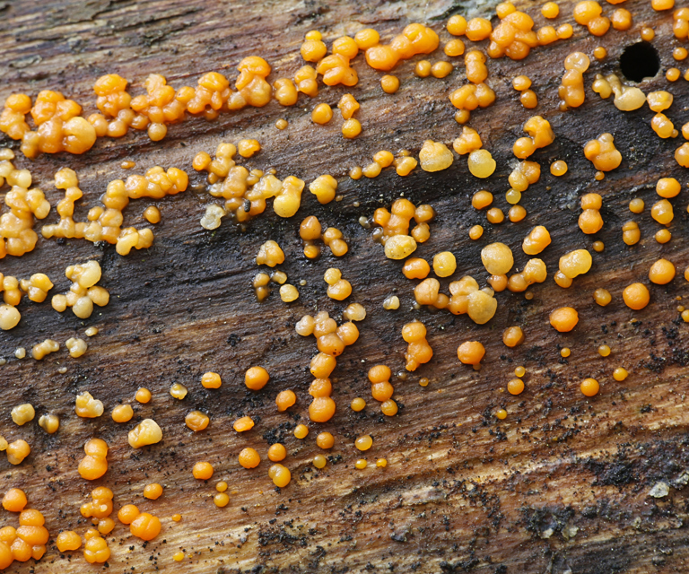 Taaresopp.-Foto:-Shutterstock