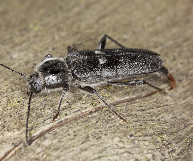 Husbukk.-Foto:-Henrik-Larsson,-Shutterstock