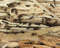 Stokkmaurreir-i-tømmerstokk.-Foto:-Mycoteam