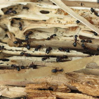 Stokkmaurreir-i-tømmerstokk.-Foto:-Mycoteam