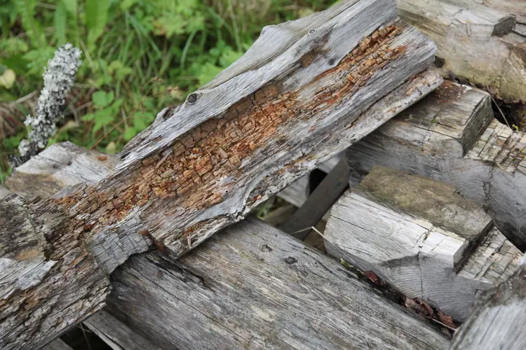 Raatesopp.-Foto:-Bygg-og-Bevar