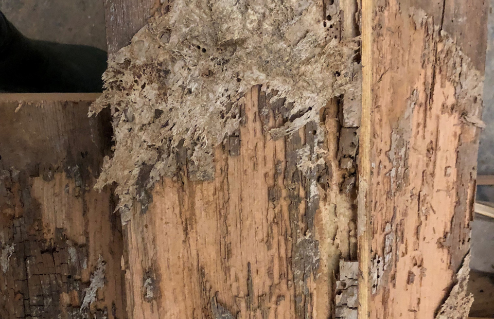 angrepet trevirke.jpg