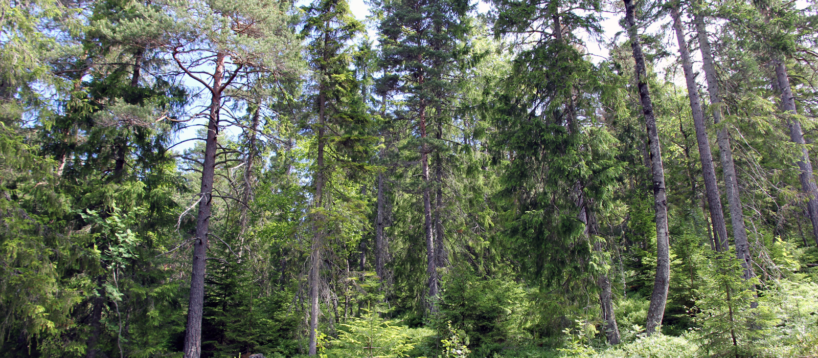 Skogen. Foto: Bygg og Bevar