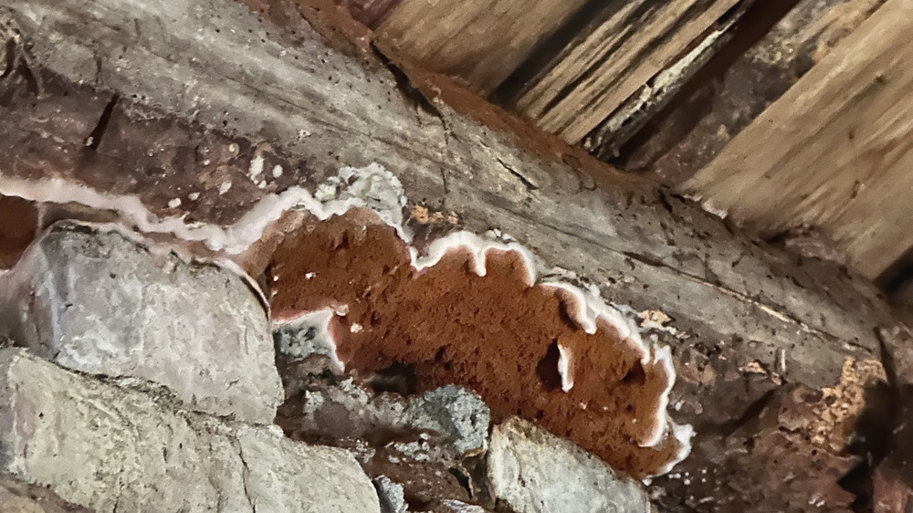 Prøve av muggsopper kan eventuelt sendes inn til et laboratorium for analyse, for eksempel Mycoteam. Foto: Christine K Jørgensen 