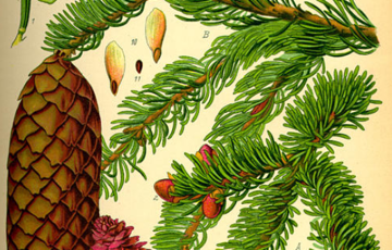 Prof. Dr. Otto Wilhelm Thomé Flora von Deutschland Österreich und der Schweiz, www.biolibe.de