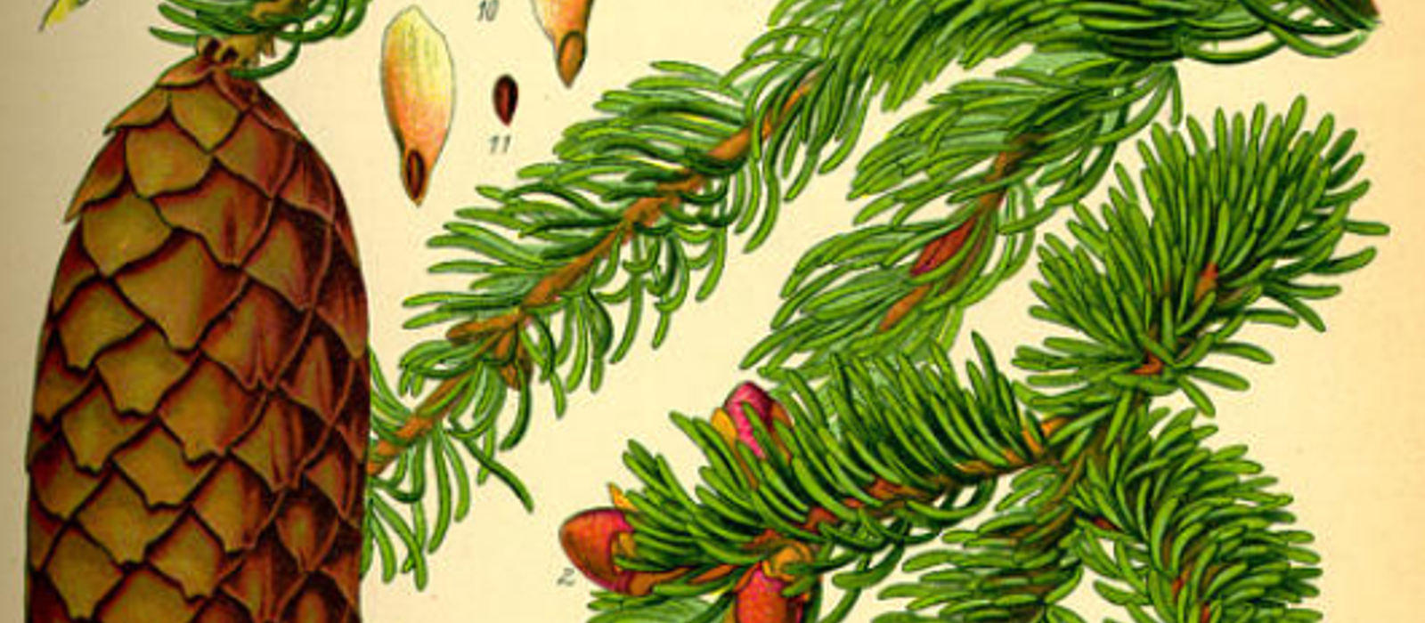 Prof. Dr. Otto Wilhelm Thomé Flora von Deutschland Österreich und der Schweiz, www.biolibe.de